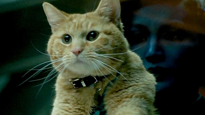 "Marvel and DC's Cutest Creatures"