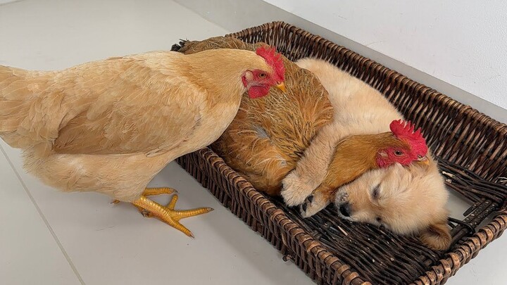 The dog just clung to the hen, refusing to let go.