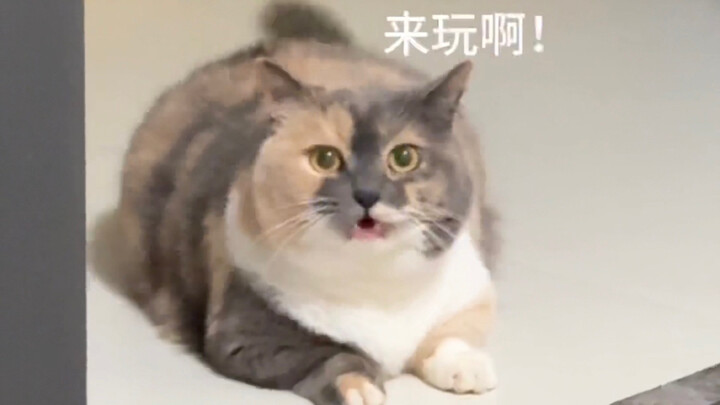 Anak Manja Kucing Heboh