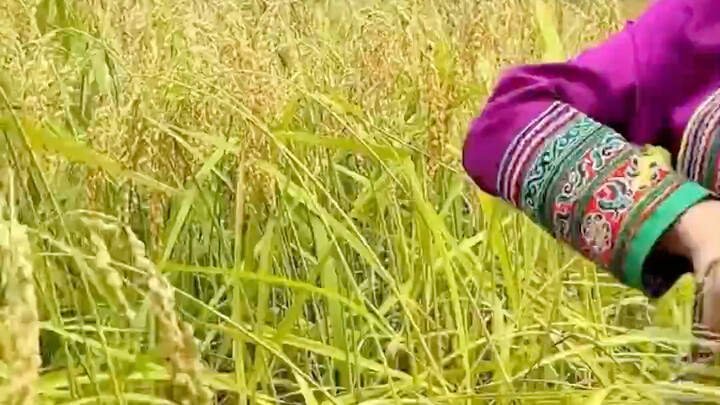 You can always trust the wisdom of our ancestors! A 4,000-year-old tool for harvesting grain is stil