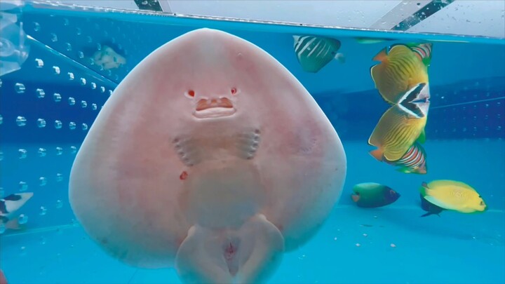 The aquarium has opened!