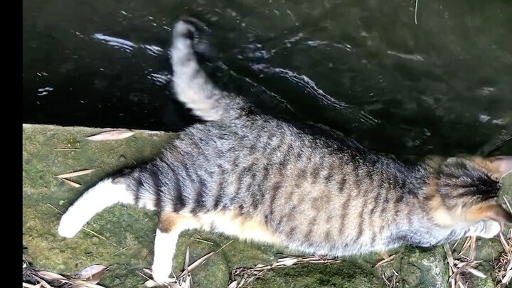 แมวไท่กงตกปลา