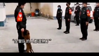 狗都知道编制有多重要