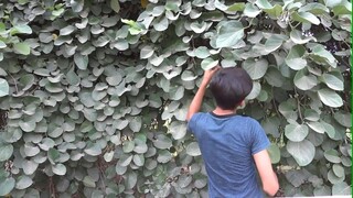 lasora fruit- The Best Fruit You've Never Heard Of