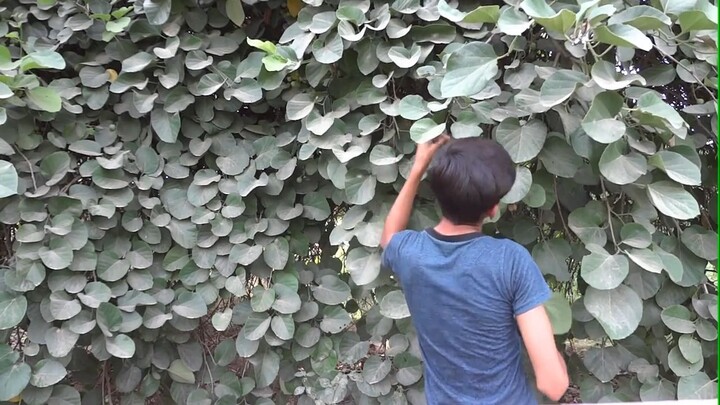 lasora fruit- The Best Fruit You've Never Heard Of