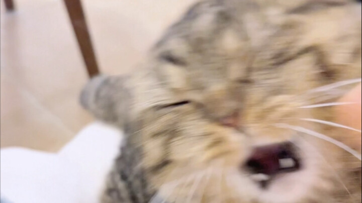 Ayo! Duel aja! Dasar perempuan brengsek! Kalau berani, bunuh aku!