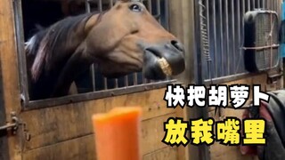 Those begging animals!