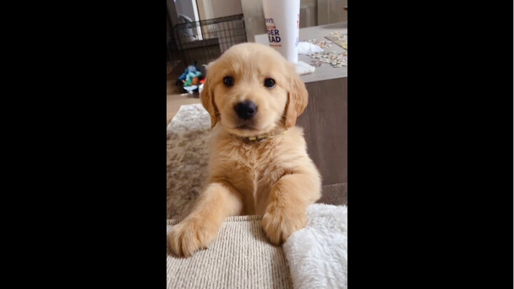 Ini kata-kata kasar, Xiao Penggou nggak boleh bilang.