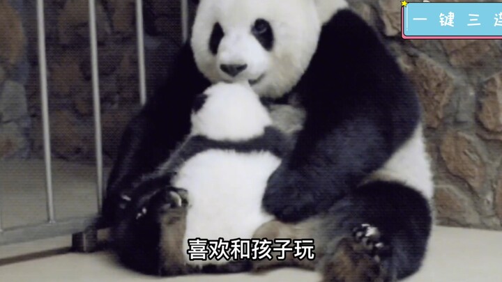 Video of giant panda Menglan from her infancy revealed—mom Mengmeng lavishly showering her with kiss