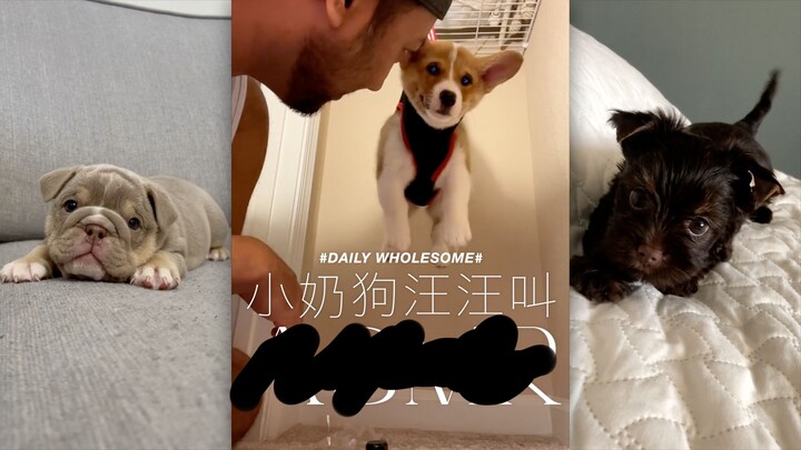 Super tender, super cute little puppy barking online