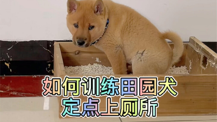 Rèn luyện cho chó cỏ Trung Quốc đi vệ sinh đúng chỗ rất đơn giản, nếu bạn ít có thời gian dắt chó ra