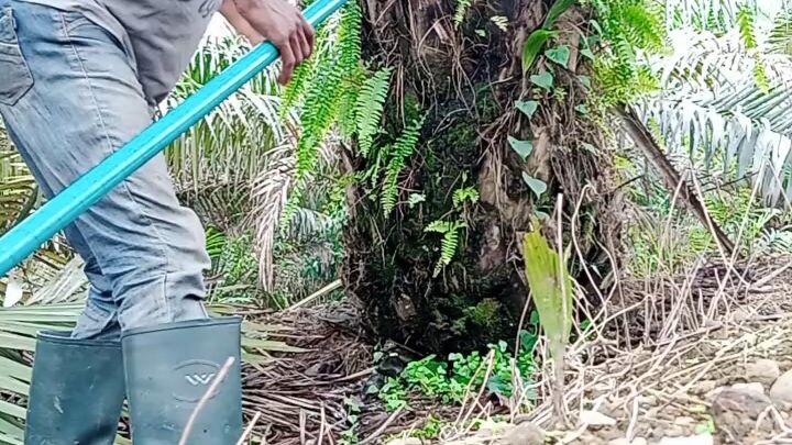 Kwaku the Traveler Challenge done in an Oil Palm Estate. Please rate me from 1 to 10