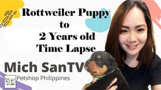 Rottweiler puppy to 2 years old time lapse by petshop philippines Mich SanTV