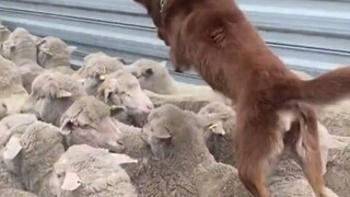 Menginjak punggung domba untuk naik, kemampuan membuka jalan kelas atas. Anjing gembala ini memiliki