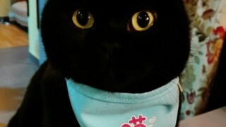 Do cats these days need their humans to teach them how to meow? Miao, am I teaching it right?