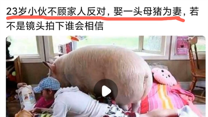 Chàng trai 23 tuổi bất chấp sự phản đối của gia đình, quyết tâm lấy một con lợn nái làm vợ