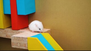 ภารกิจของหนูแฮมสเตอร์ EP 297