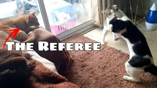 Funny cats fight with referee!