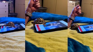 传说中的滑翔龟 Weee~ 🐢就飞过去了