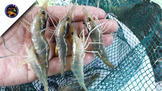 แจกจริง ส่งจริง รับจริง ของฟรีมีในโลก สไตล์korattv