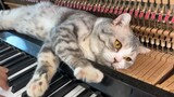 แมวเป็นลมจากเพลงเปียโนที่เล่นโดยเจ้าหน้าที่พลั่ว! ทริปนวดเปียโนครั้งแรกของ Haburu - "Piano woogie bo