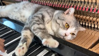 猫被铲屎官的钢琴曲弹到昏厥！Haburu的第一次钢琴按摩之旅-《Piano woogie boogie massages for meow》
