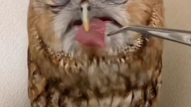 Burung hantu, mengapa kamu begitu menggemaskan?