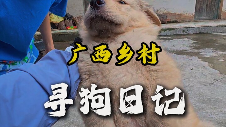 Dog-hunting in the countryside of Guangxi, found two native wild boars!