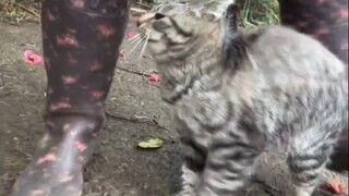Stumbling Cat