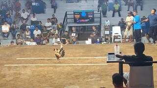 9-month old Talisay in Action (Unscathed)