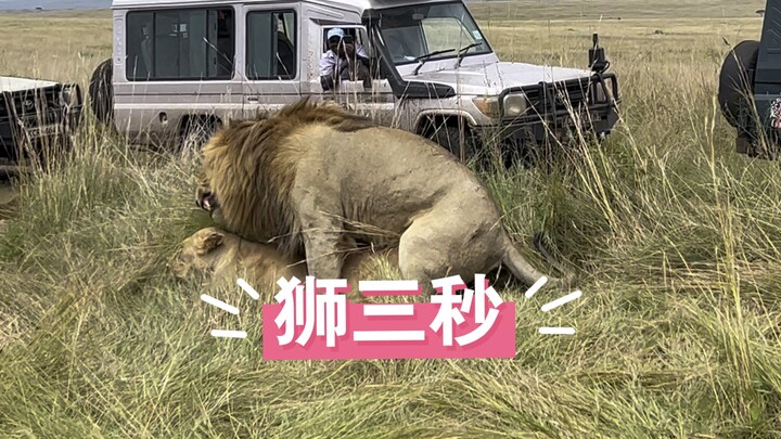 The king of beasts only has 3 seconds?! Cycling across Africa to Masai Mara savanna to witness "Anim