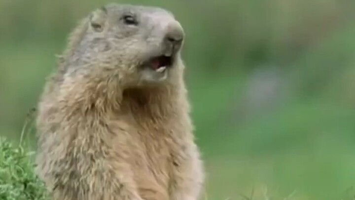 دليل شامل لمحادثات الحيوانات الطريفة