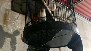 burung