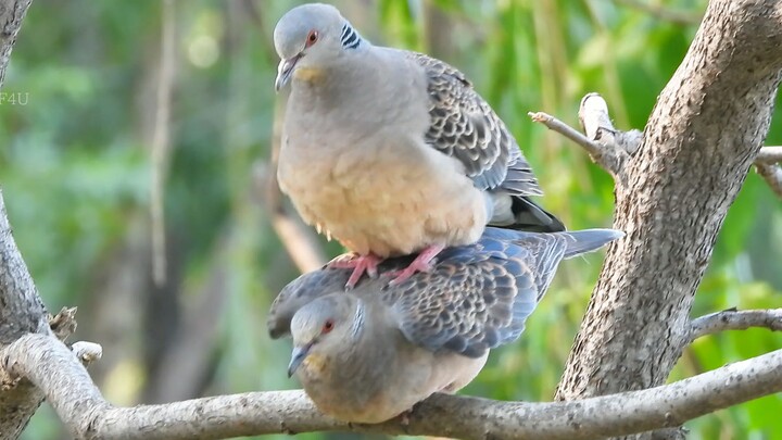 Gugu’s Mating [HD Uncensored]