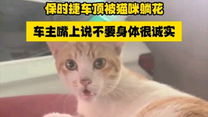A cat scratched the roof of a Porsche; the man told the cat to get down, but the next day the “cat” 