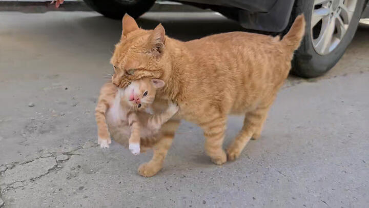 This mother cat exchanges her children for sausages