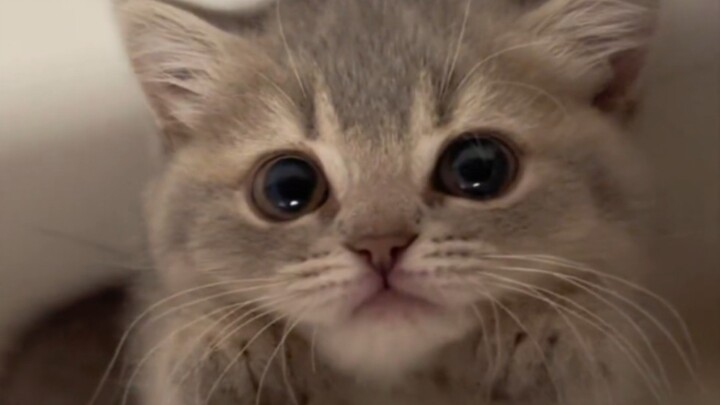 “Who could possibly resist such a little kitten!”