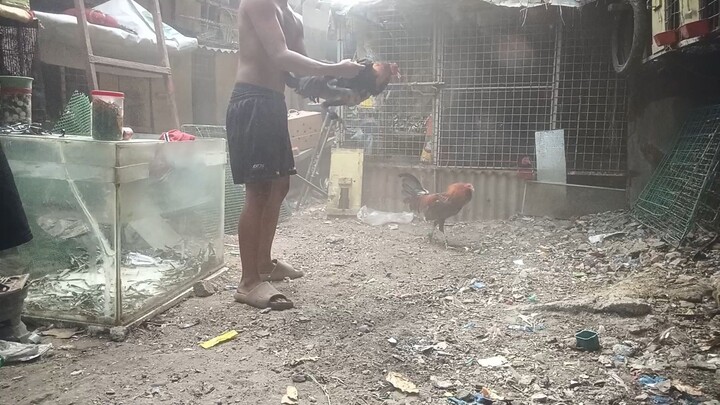 sparing bulik vs kanawayon mayahin vs pula mayahin vs hiraw