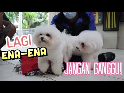KAWININ ANJING MINI BICHON- BICHON INDONESIA