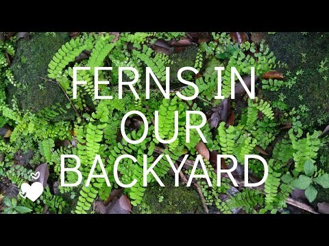 Ferns in our backyard / Bird's nest Ferns, maidenhair ferns, kangaroo ferns