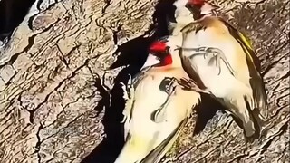 Burung Merak yang Aneh