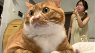 Cats with this shit-yellow color have the biggest scheming minds.