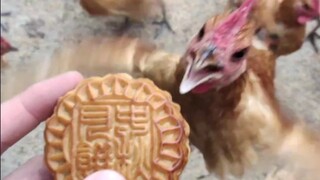 Dinosaur eating moon cake