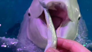 小黑对脾气越来越大了