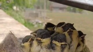 Burung kecil: Atap tiba-tiba menghilang, muncul sesuatu yang berbentuk otak