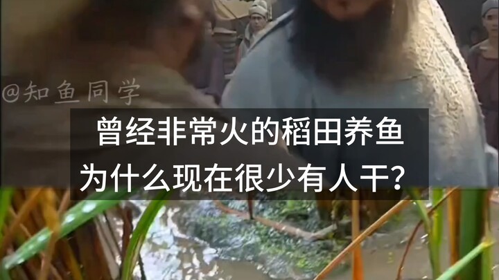 การเลี้ยงปลาในนาข้าวที่เคยได้รับความนิยมอย่างมาก ทำไมปัจจุบันจึงมีคนทำกันน้อยลง?