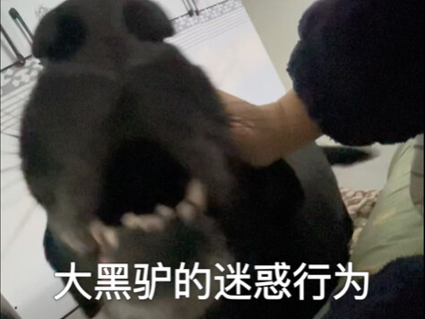 The Confusing Behavior of Big Black Donkey