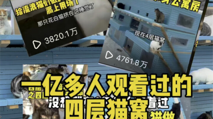 Đời mèo hoang rất ngắn ngủi; hy vọng trong quãng đời còn lại, chúng có thể cảm nhận được hơi ấm của 