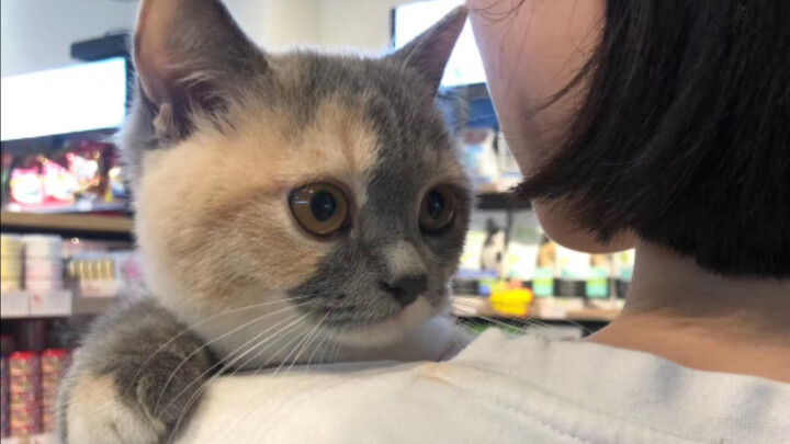 Dari kucing kecil yang busuk menjadi gadis yang seksi