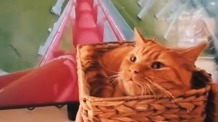Take your cat on a roller coaster in front of the TV screen! So immersive, hahaha!